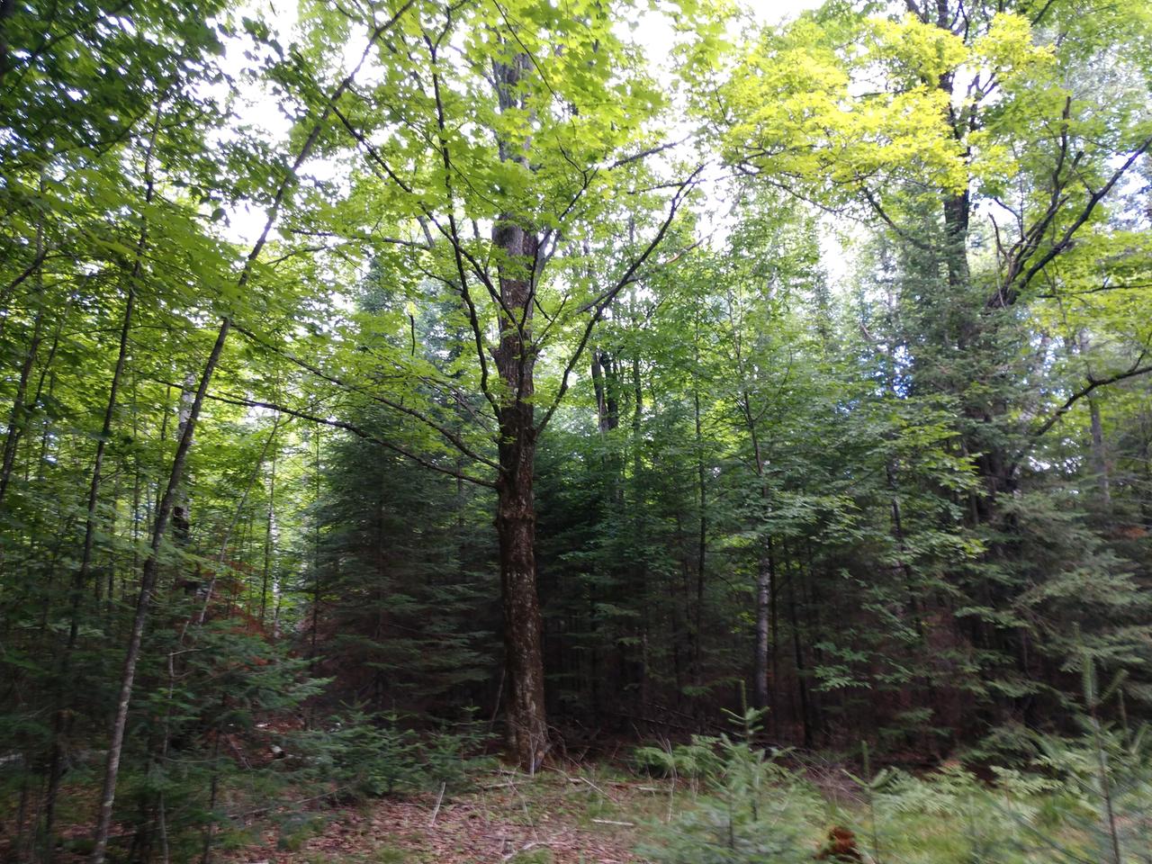 Three Big Lake Road, Unit 7 ACRES Three Lakes, WI 54562 - Photo 21 of 21 Gallery Image 21