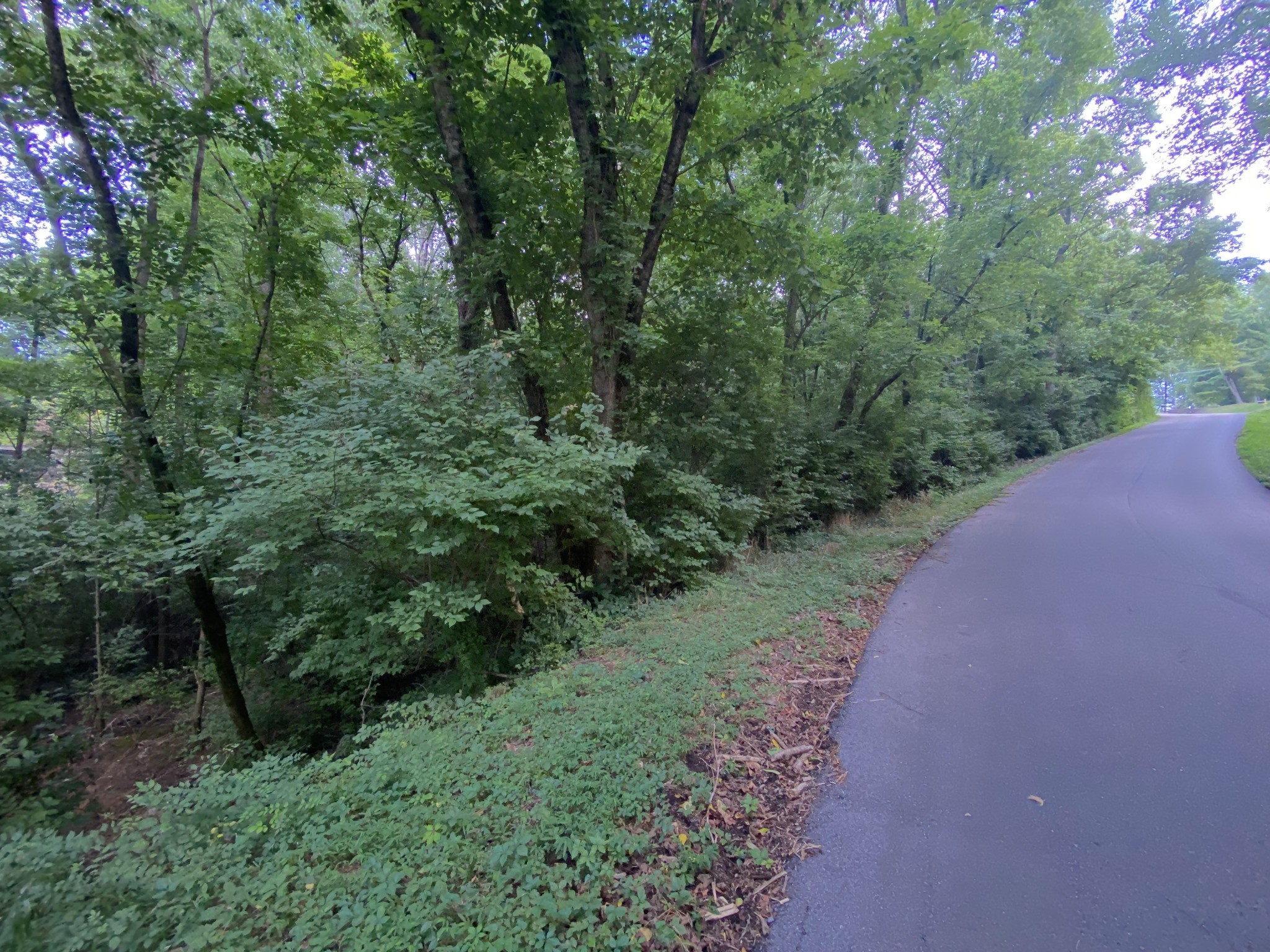 5110 West Concord Road Brentwood, TN 37027 - Photo 4 of 30 a view of a forest
