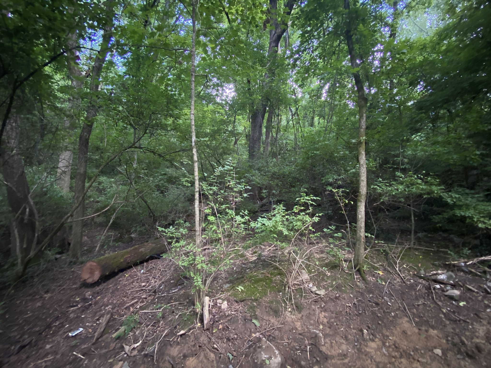 5110 West Concord Road Brentwood, TN 37027 - Photo 5 of 30 a view of a forest filled with trees