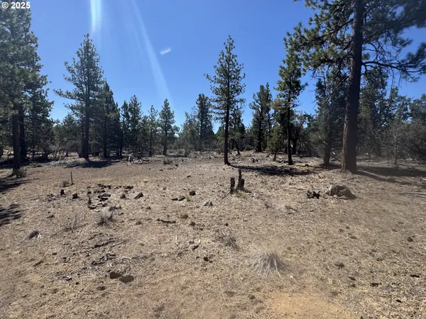 a view of a forest filled with trees