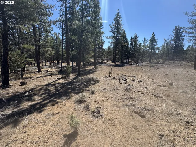 a view of a forest filled with trees