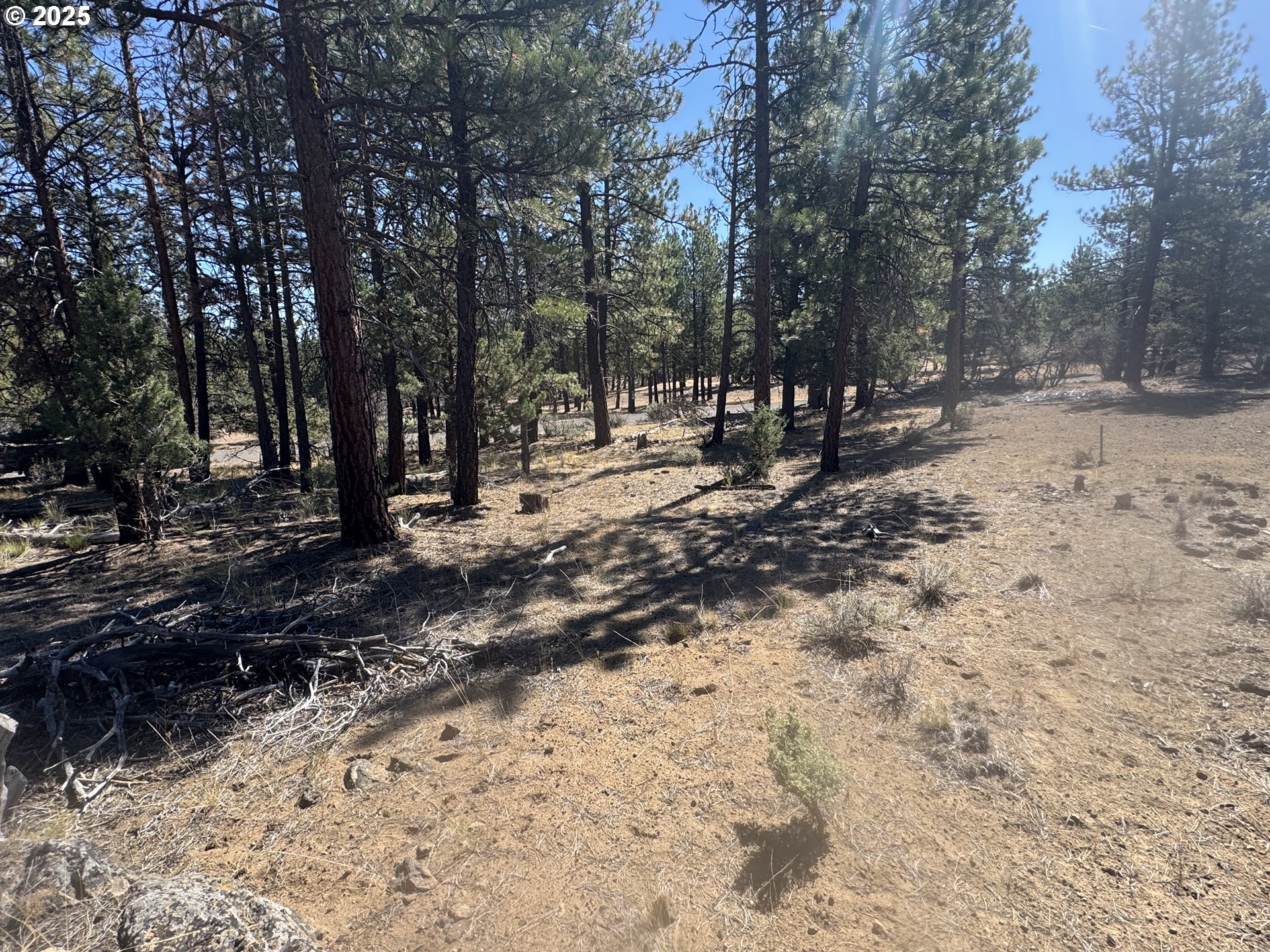 32818 Jean Street Chiloquin, OR 97624 - Photo 24 of 37 a view of a forest filled with trees