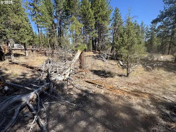 a view of a forest with trees