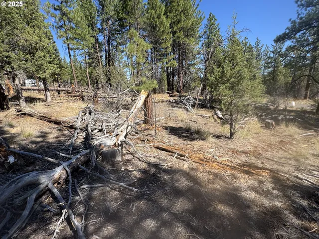 a view of a forest with trees