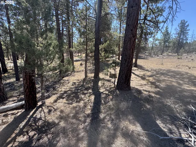 a view of a forest filled with trees