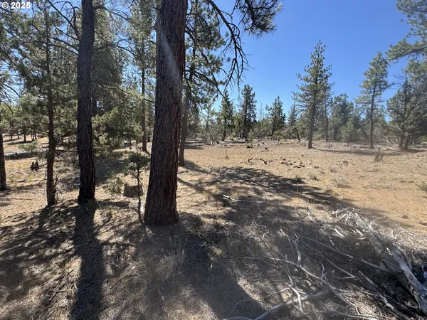 a view of a yard with trees