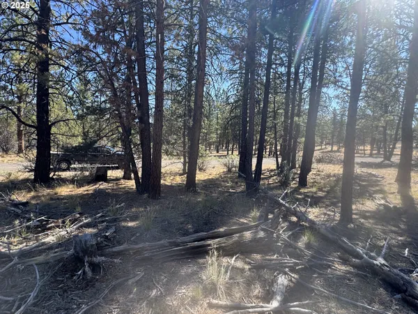 a view of a forest with trees
