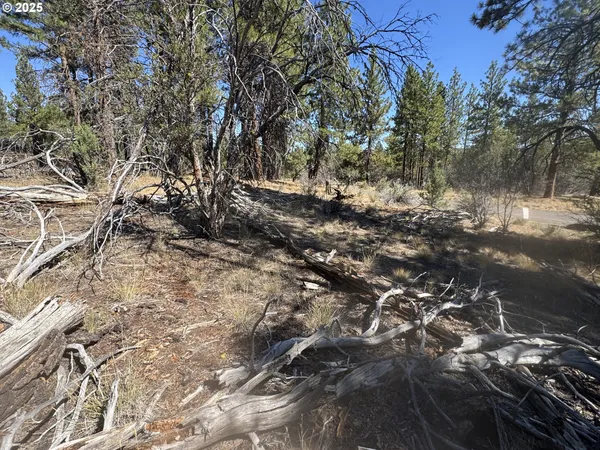 a view of a forest with lots of trees