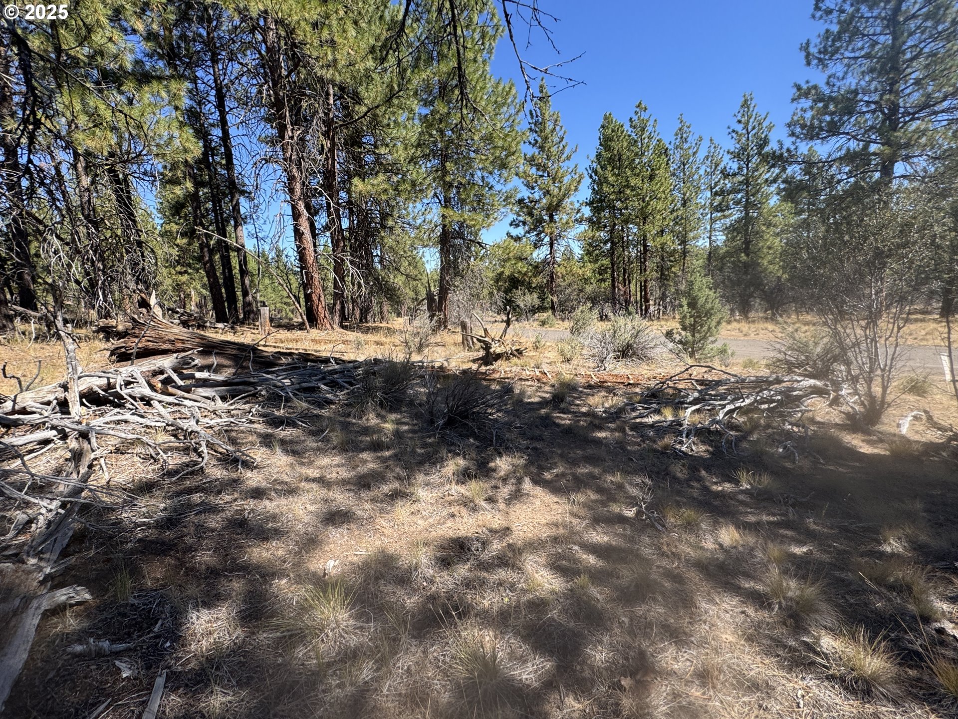 32818 Jean Street Chiloquin, OR 97624 - Photo 32 of 37 a view of a forest filled with trees