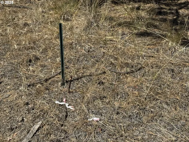 a view of a yard covered with trees