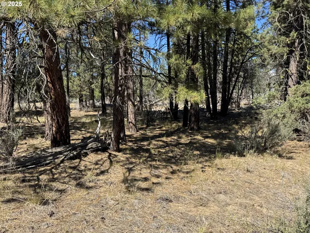 a backyard of a house with large trees