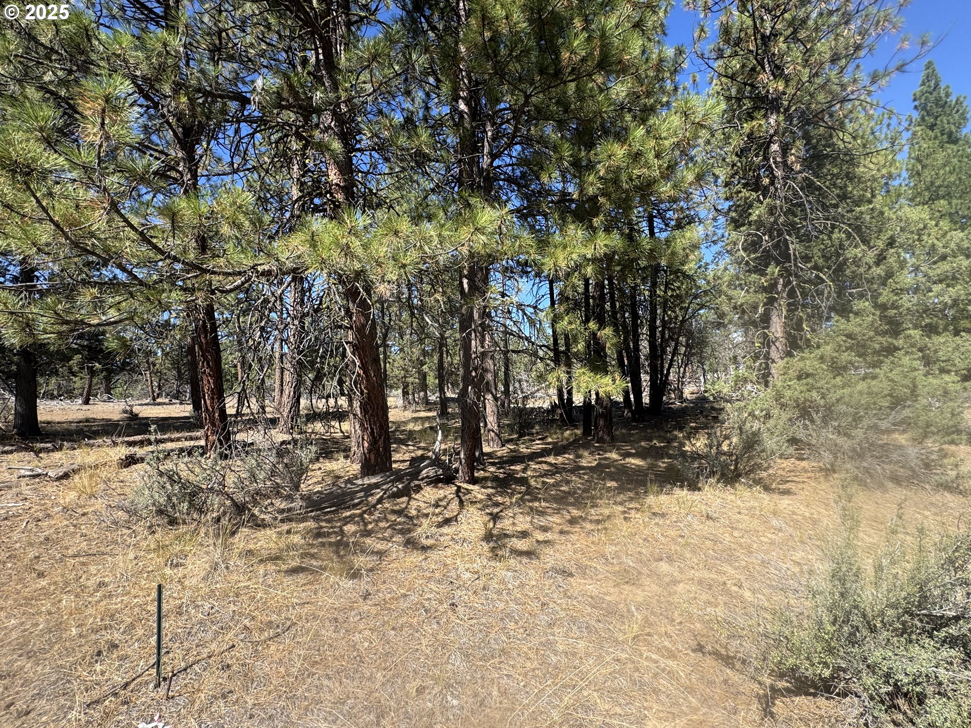 32818 Jean Street Chiloquin, OR 97624 - Photo 10 of 37 a backyard of a house with large trees