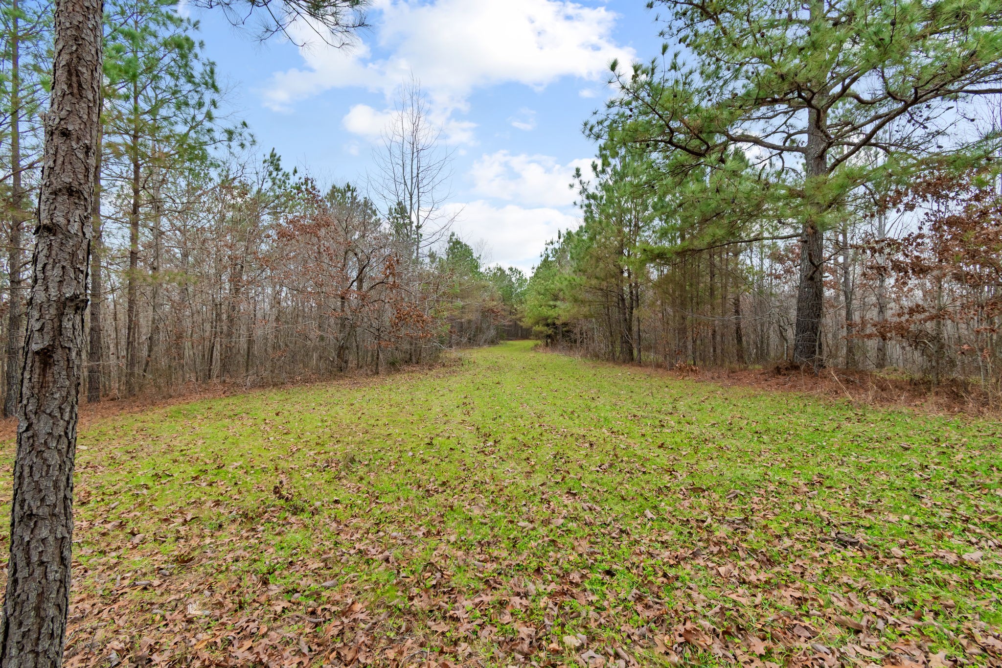 942 Rockhouse Road Hohenwald, TN 38462 - Photo 35 of 68