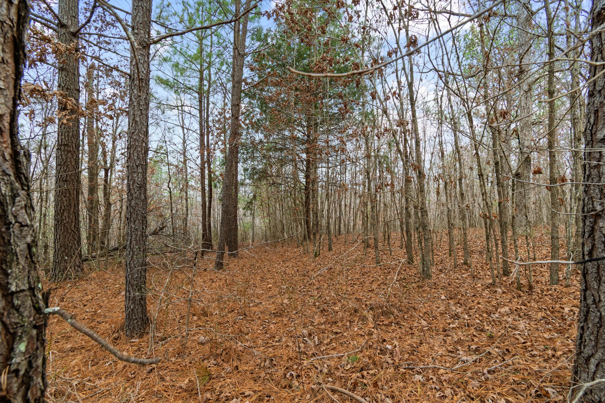 942 Rockhouse Road Hohenwald, TN 38462 - Photo 36 of 68