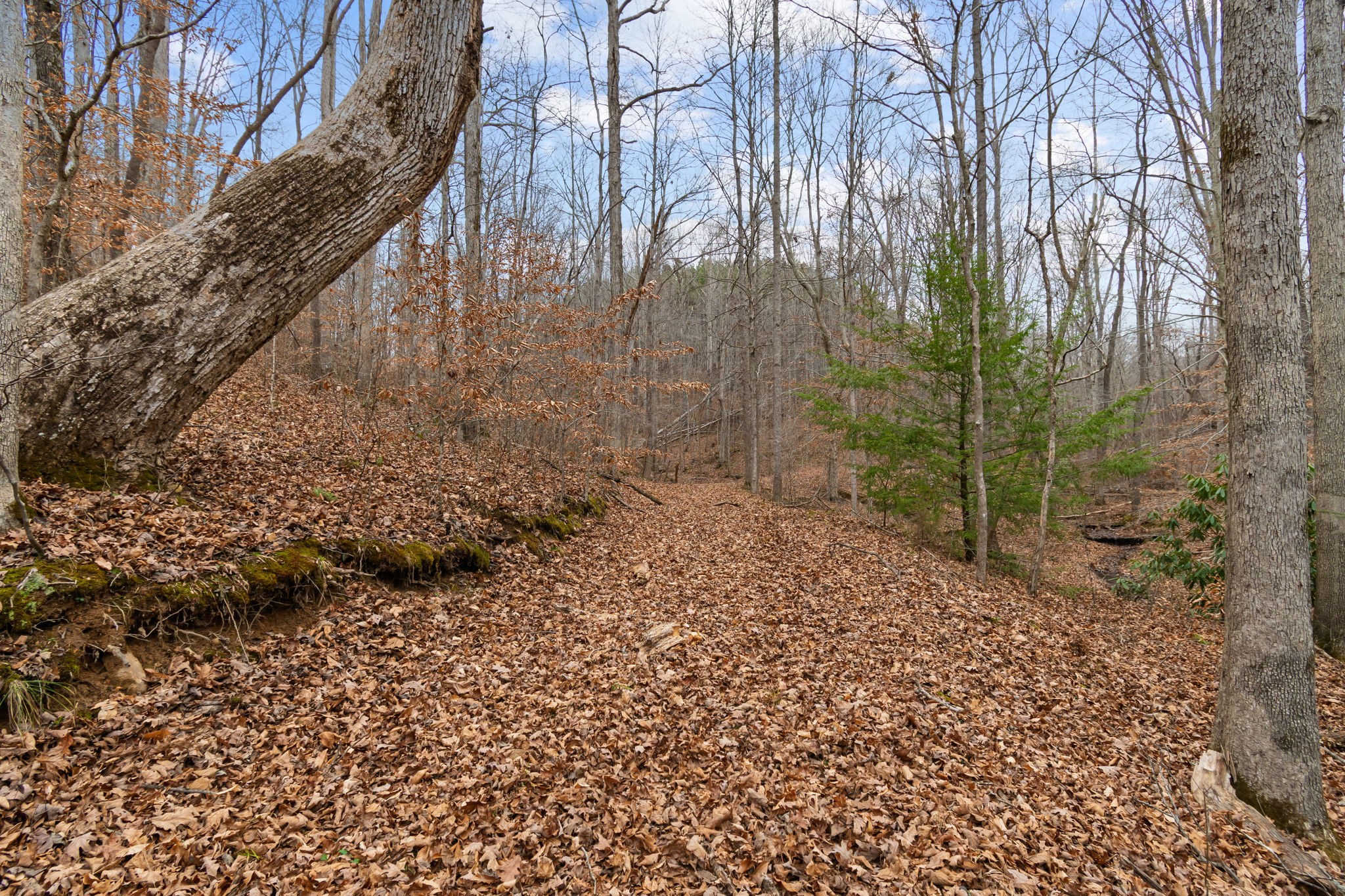 942 Rockhouse Road Hohenwald, TN 38462 - Photo 44 of 68