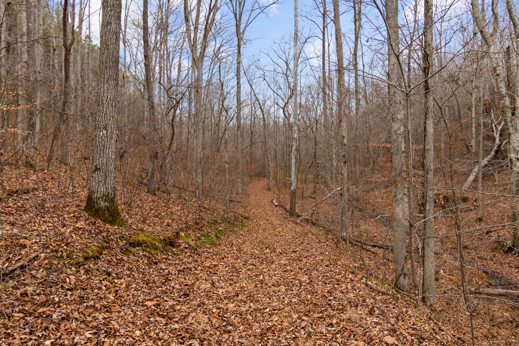 942 Rockhouse Road Hohenwald, TN 38462 - Photo 46 of 68