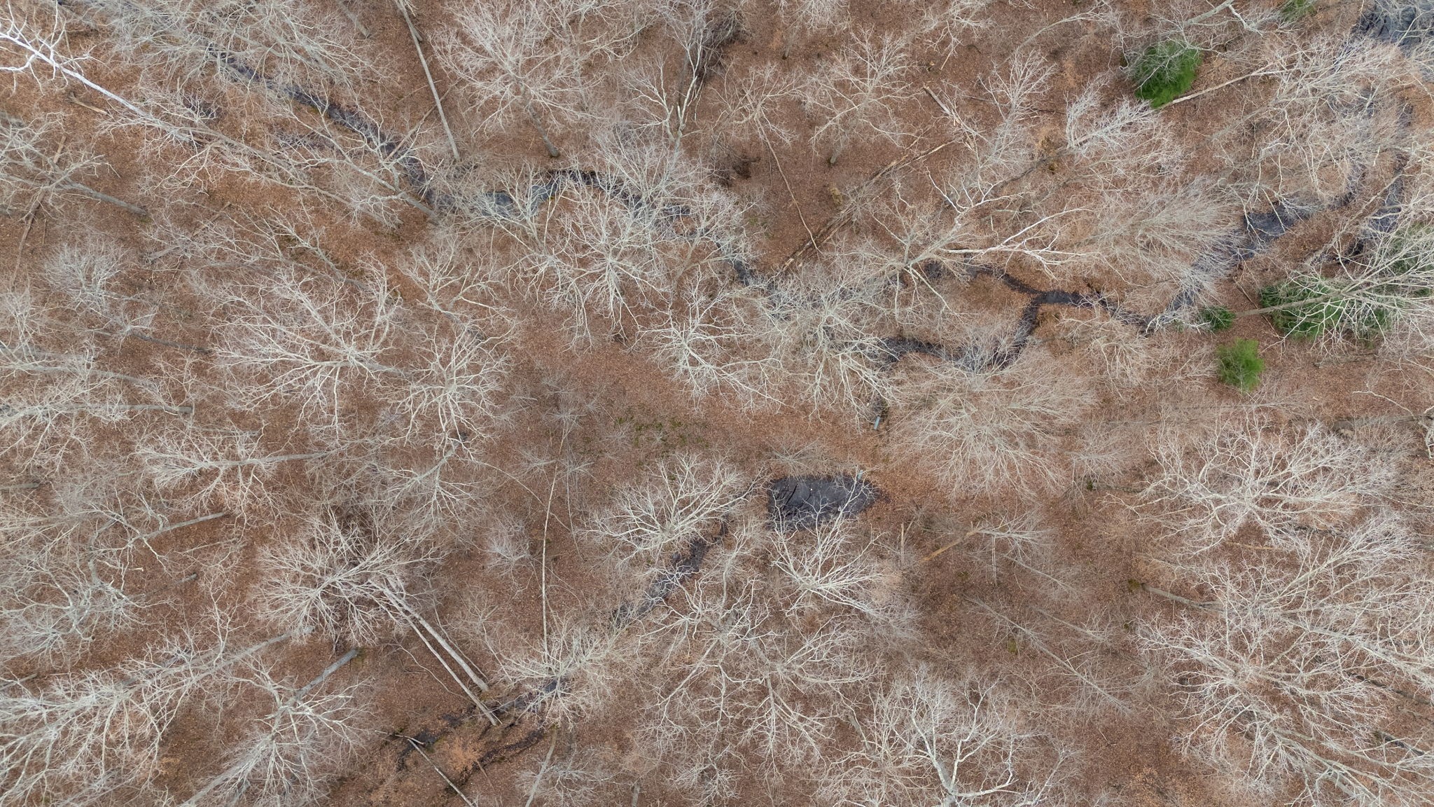 942 Rockhouse Road Hohenwald, TN 38462 - Photo 65 of 68