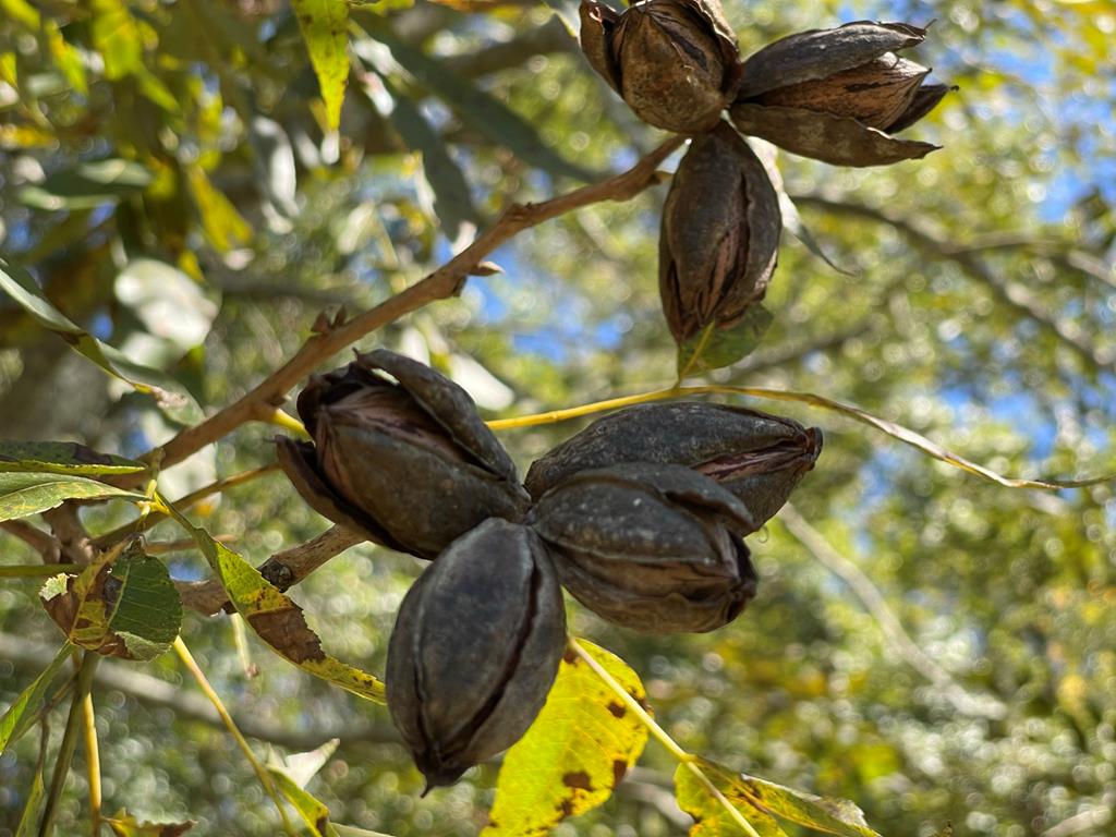 0 Ozell Road Boston, GA 31626 - Photo 16 of 46 Pecans