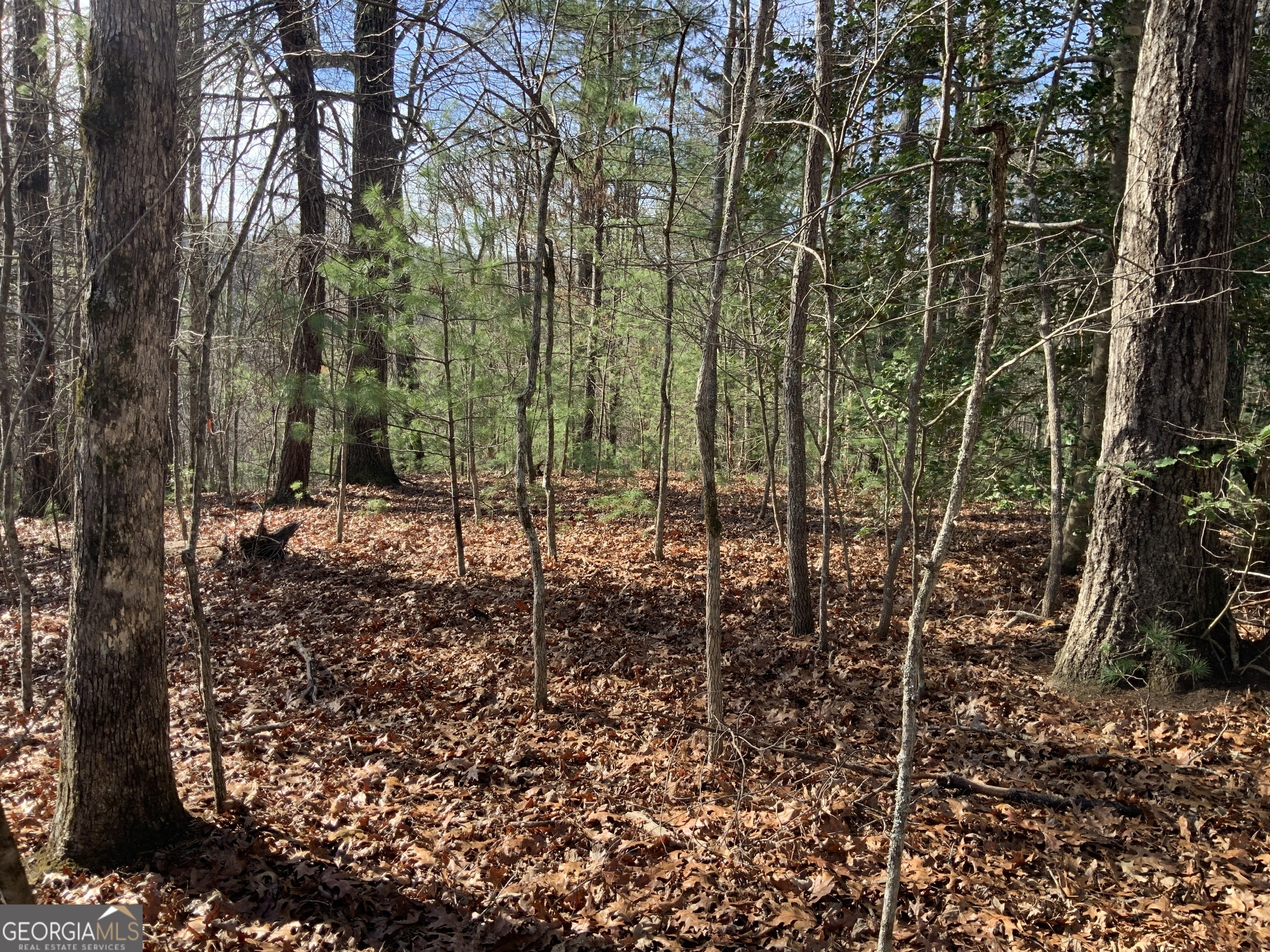 0 Fightingtown Creek Road McCaysville, GA 30555 - Photo 11 of 36 a view of a forest