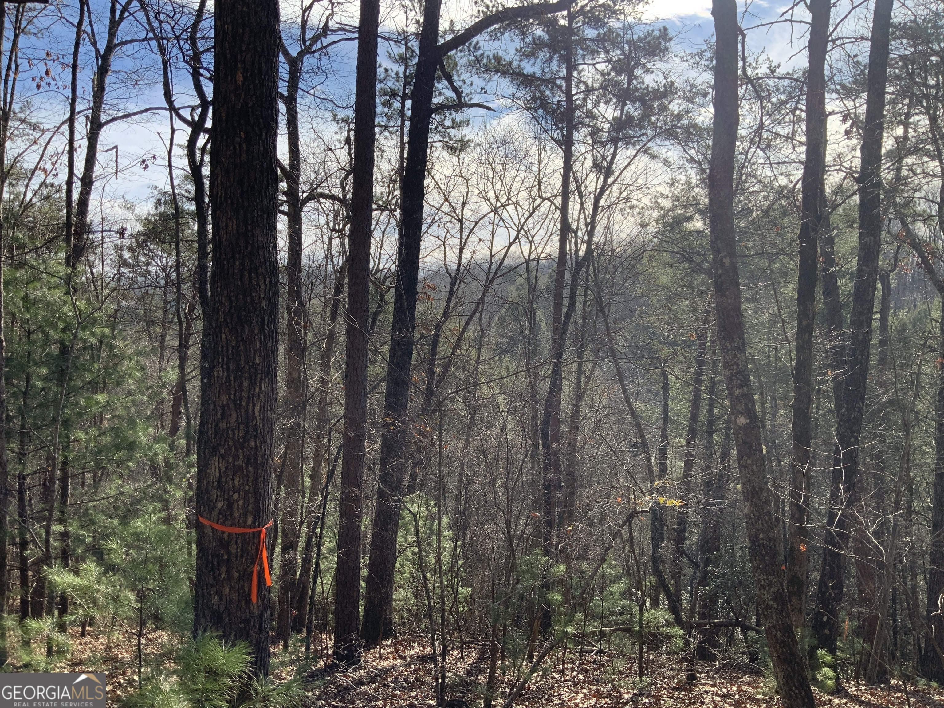 0 Fightingtown Creek Road McCaysville, GA 30555 - Photo 12 of 36 a view of a pot with trees