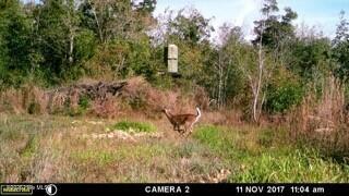 523 Culbreth Smith Road Elizabethtown, NC 28337 - Photo 23 of 27 MEb15a81582085fcb79375c796444d4ea6