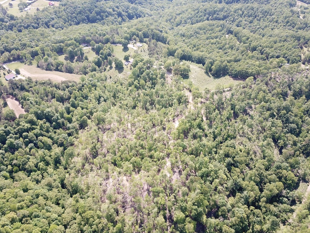 11 Back Bone Road Sparta, TN 38583 - Photo 40 of 41 a view of a forest with a street