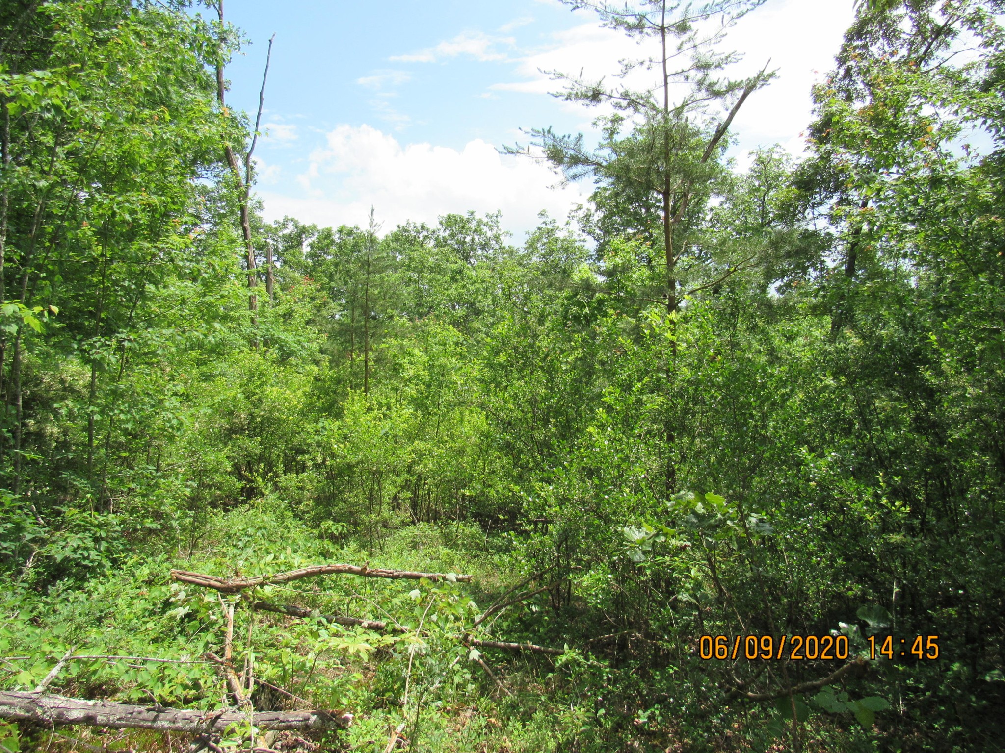 42 Coon Hollow Road Deer Lodge, TN 37726 - Photo 1 of 40 a view of a yard with a tree