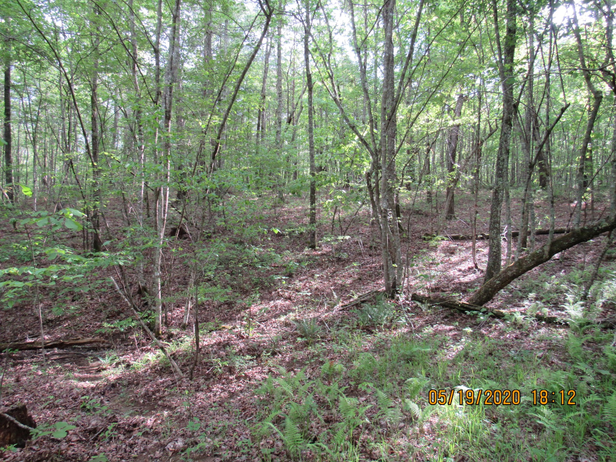 42 Coon Hollow Road Deer Lodge, TN 37726 - Photo 11 of 40 a view of a forest with trees