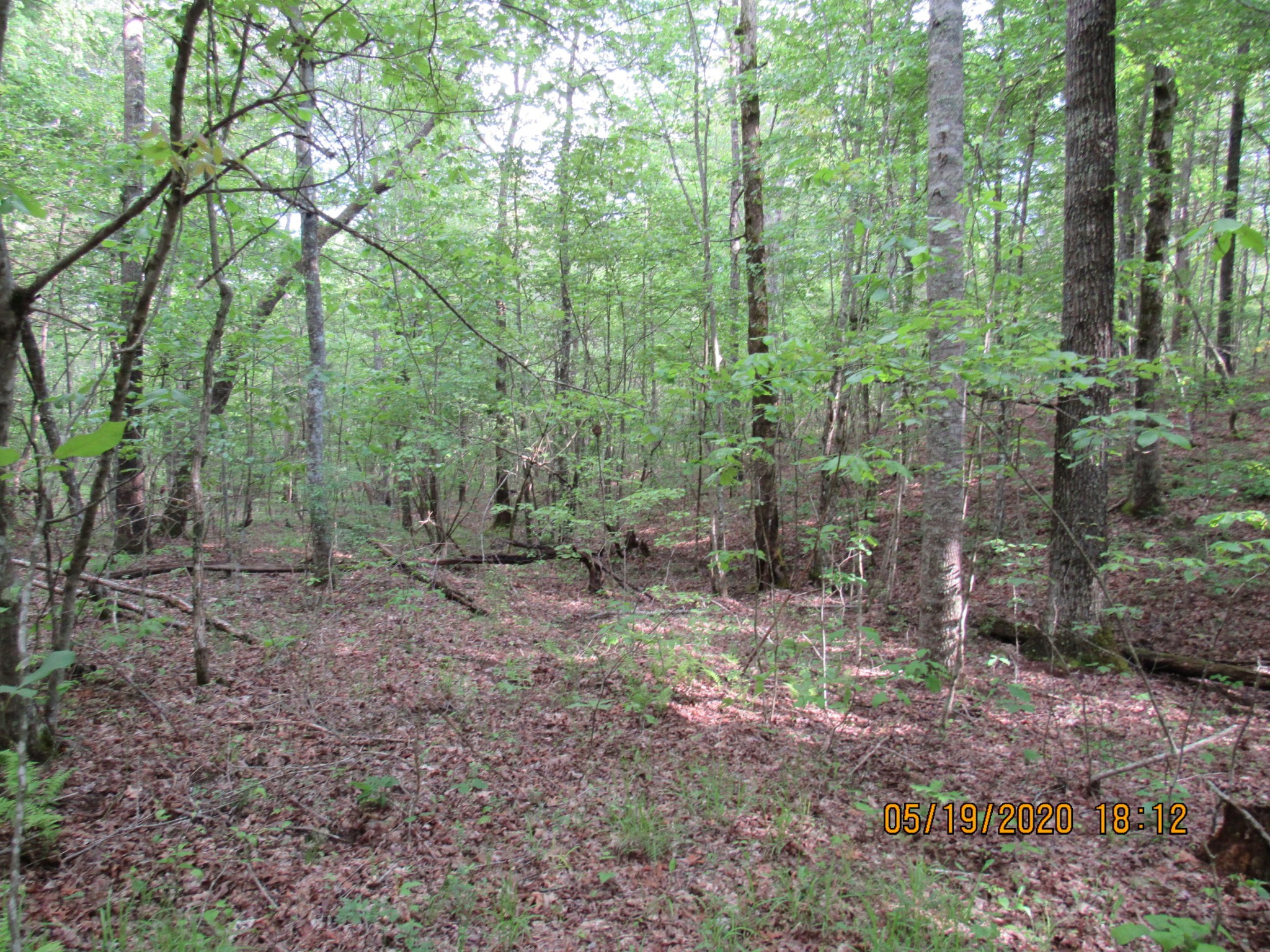 42 Coon Hollow Road Deer Lodge, TN 37726 - Photo 12 of 40 a view of a forest that has large trees