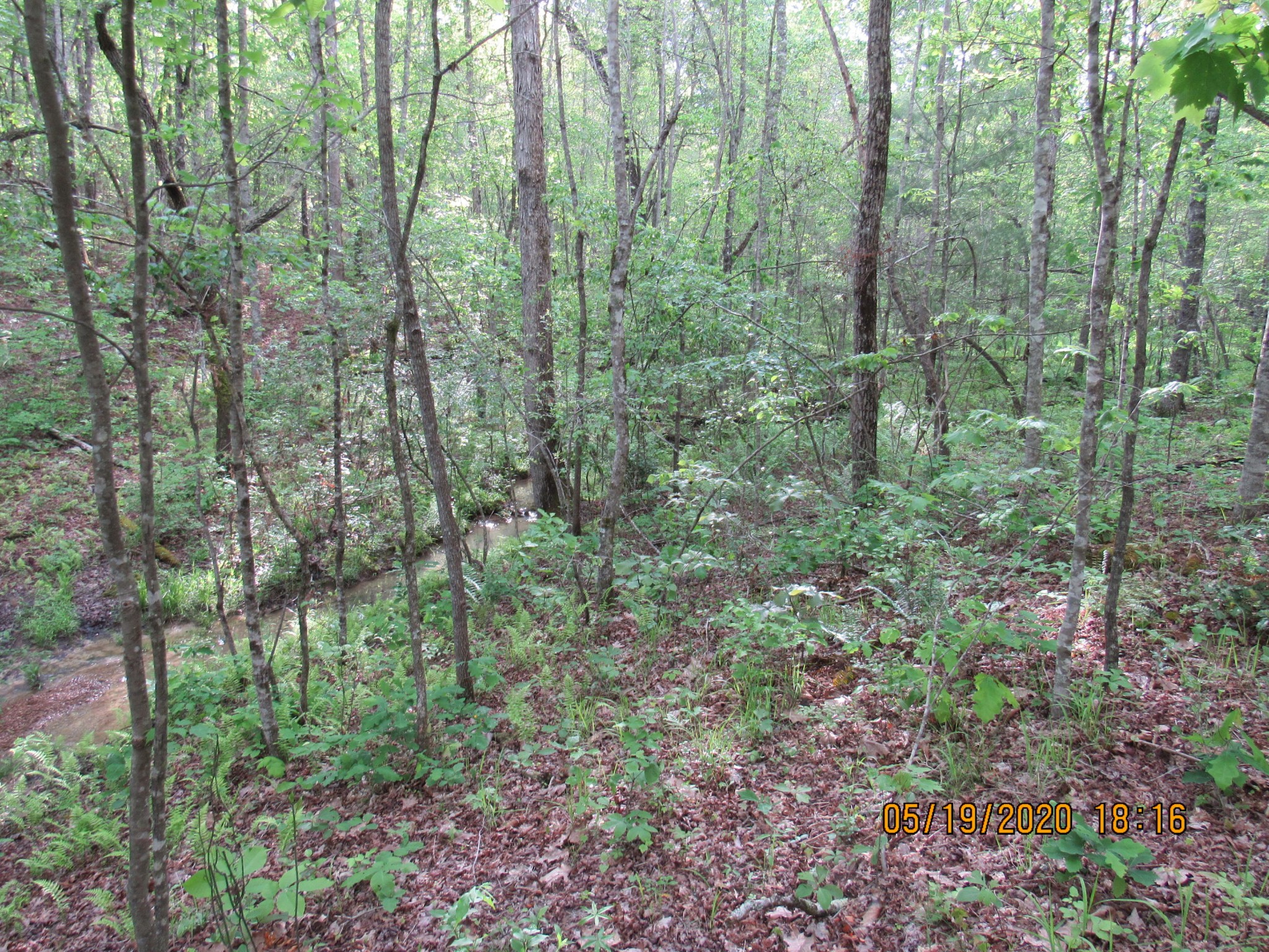 42 Coon Hollow Road Deer Lodge, TN 37726 - Photo 13 of 40 a view of a forest that has lots of trees