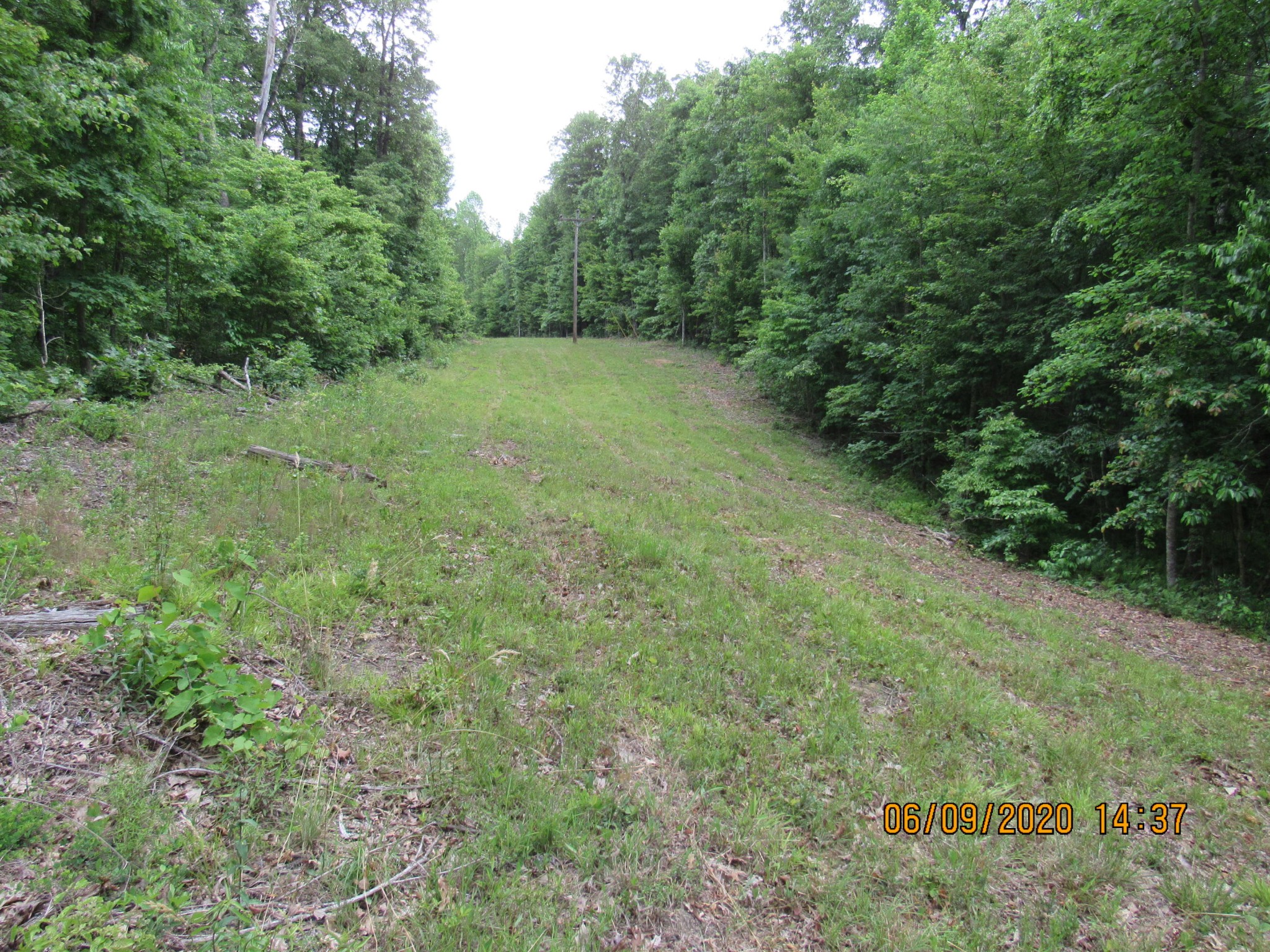 42 Coon Hollow Road Deer Lodge, TN 37726 - Photo 15 of 40 a view of a green field with lots of bushes