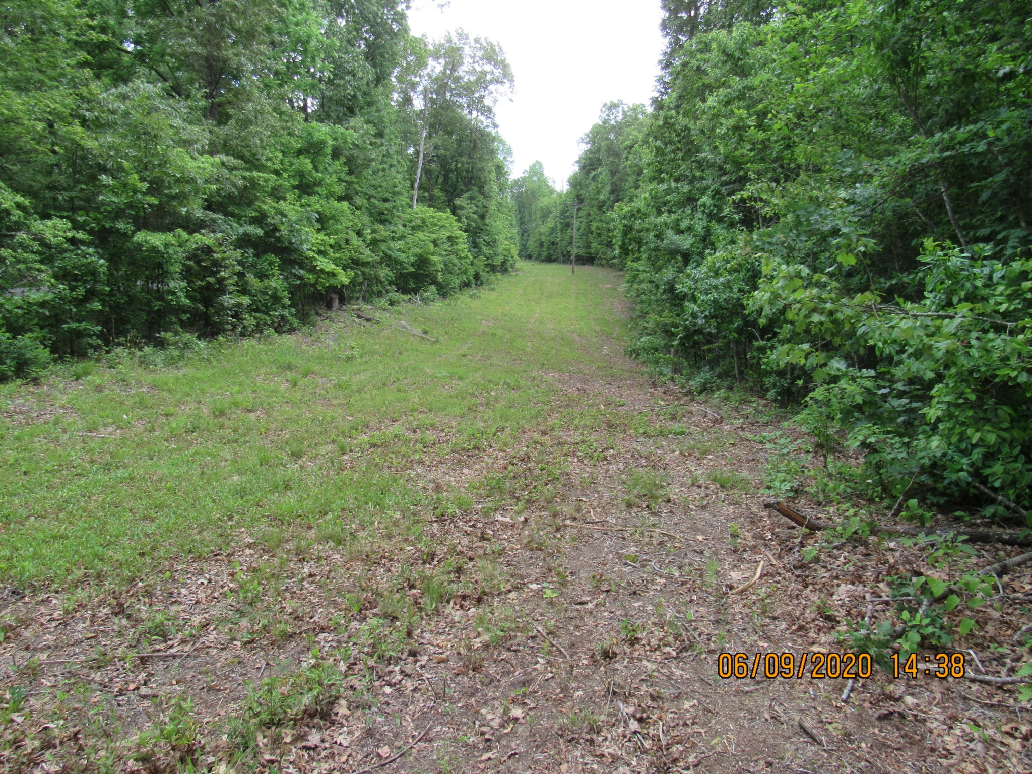 42 Coon Hollow Road Deer Lodge, TN 37726 - Photo 17 of 40 a view of a big yard with plants and large trees