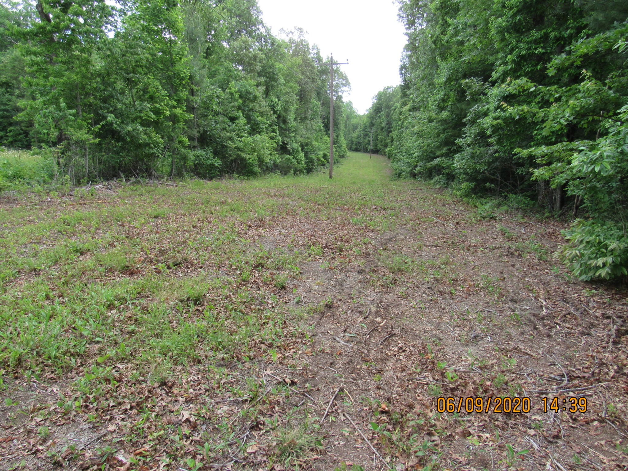 42 Coon Hollow Road Deer Lodge, TN 37726 - Photo 19 of 40 a view of a lush green forest with trees in the background