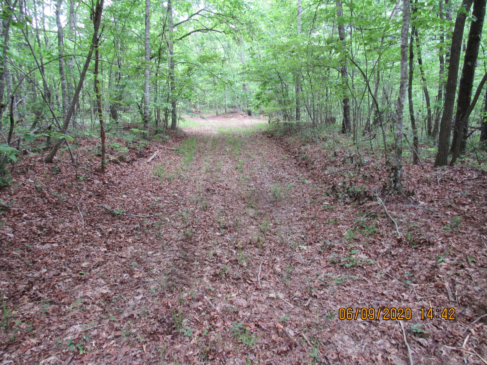42 Coon Hollow Road Deer Lodge, TN 37726 - Photo 20 of 40 a view of a forest with trees in the background
