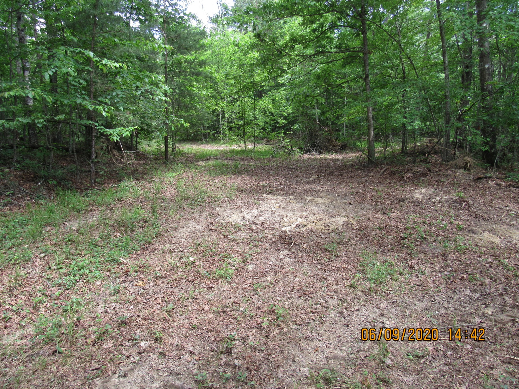 42 Coon Hollow Road Deer Lodge, TN 37726 - Photo 21 of 40 a view of a forest with trees in the background