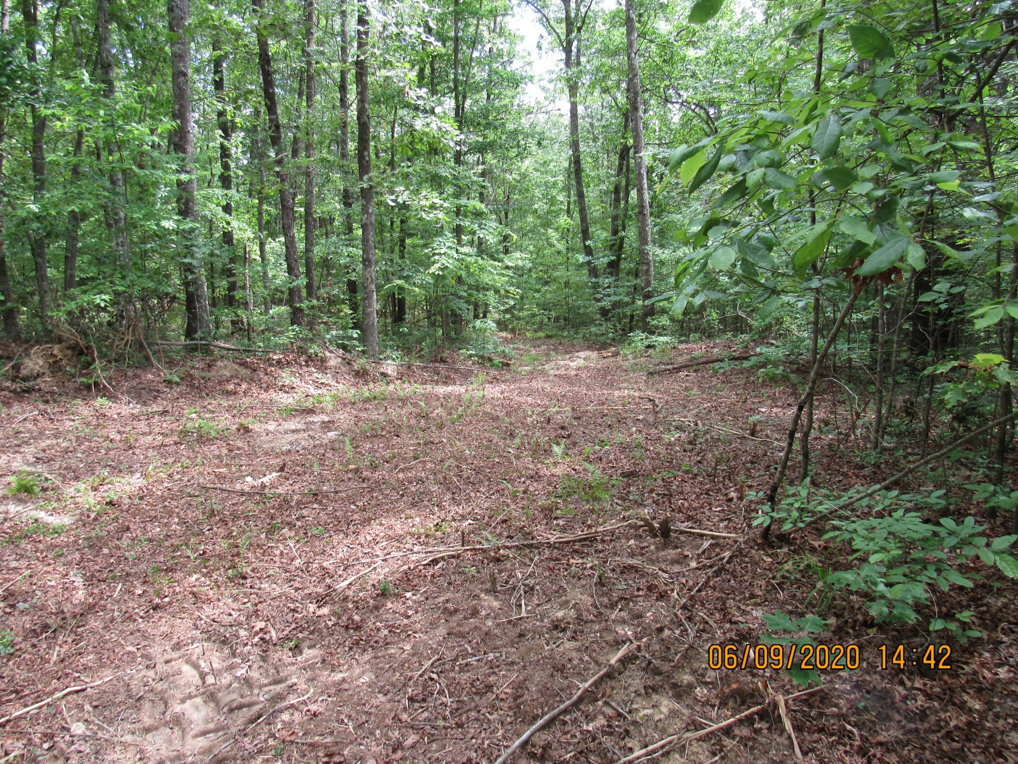 42 Coon Hollow Road Deer Lodge, TN 37726 - Photo 22 of 40 a view of a forest with trees in the background
