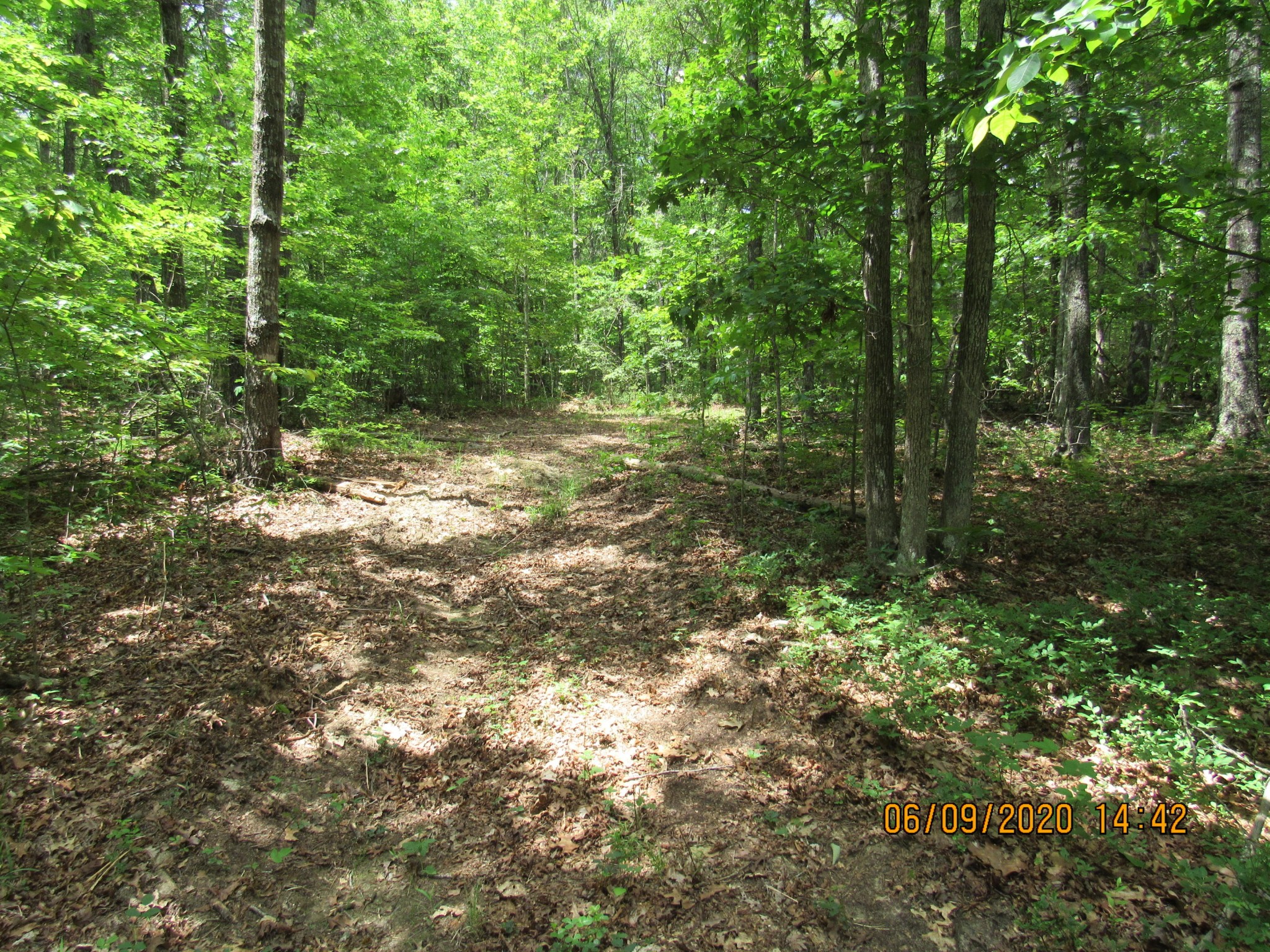 42 Coon Hollow Road Deer Lodge, TN 37726 - Photo 24 of 40 a view of a yard with a tree