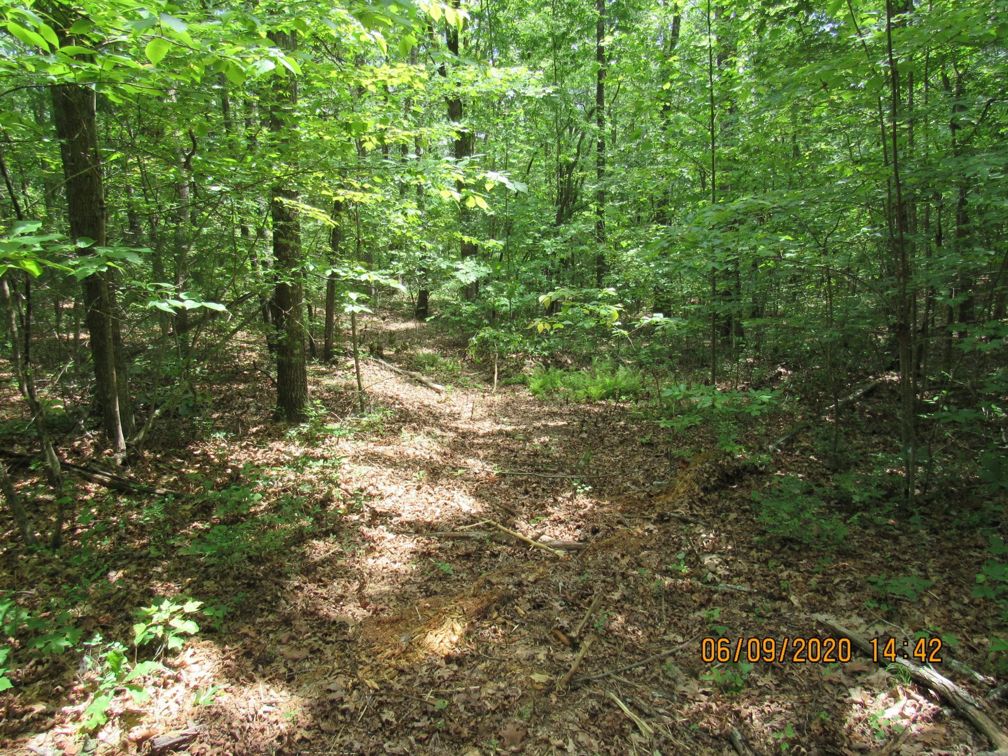 42 Coon Hollow Road Deer Lodge, TN 37726 - Photo 25 of 40 a view of a lush green forest