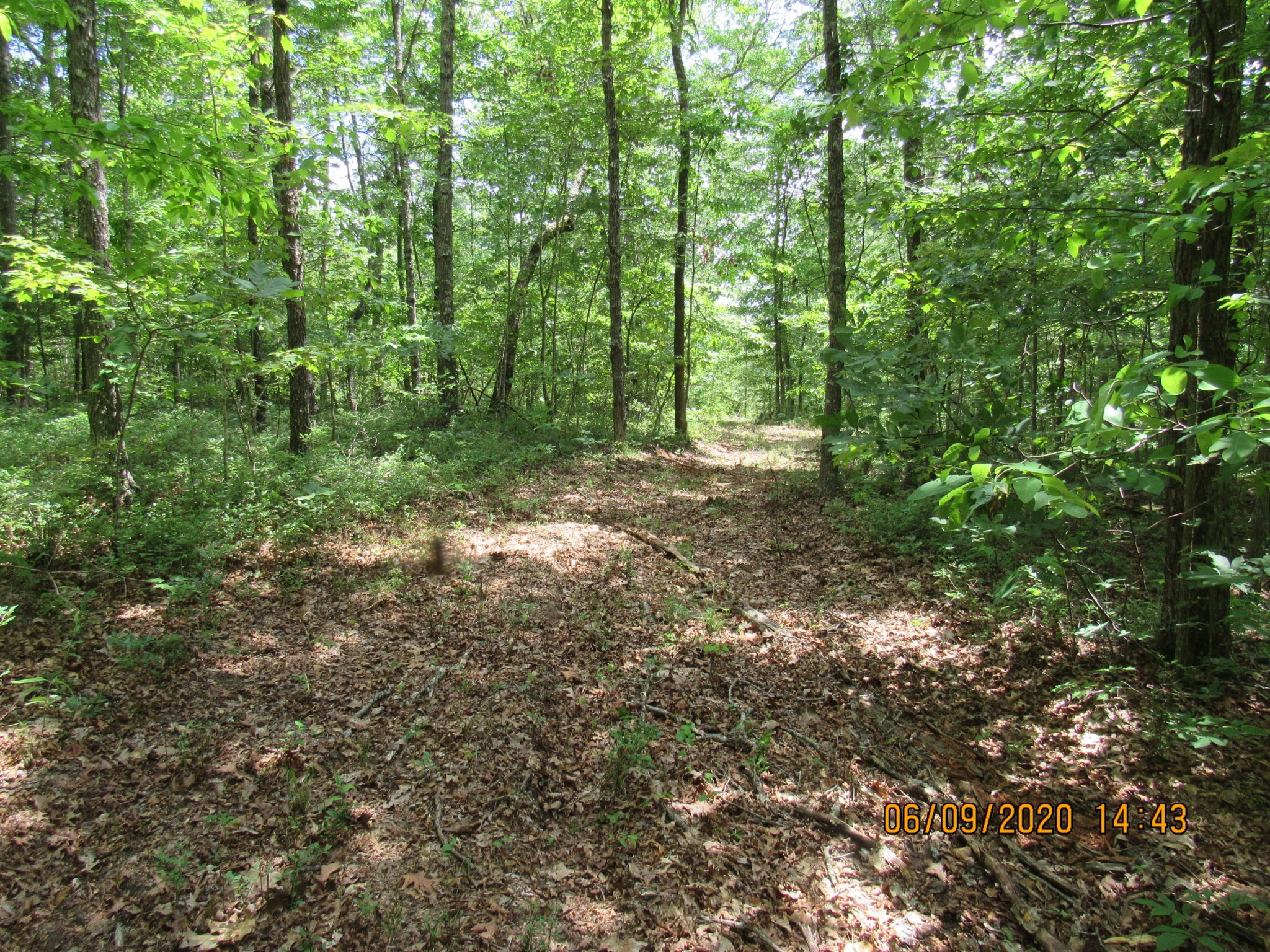 42 Coon Hollow Road Deer Lodge, TN 37726 - Photo 26 of 40 a view of a forest with trees in the background