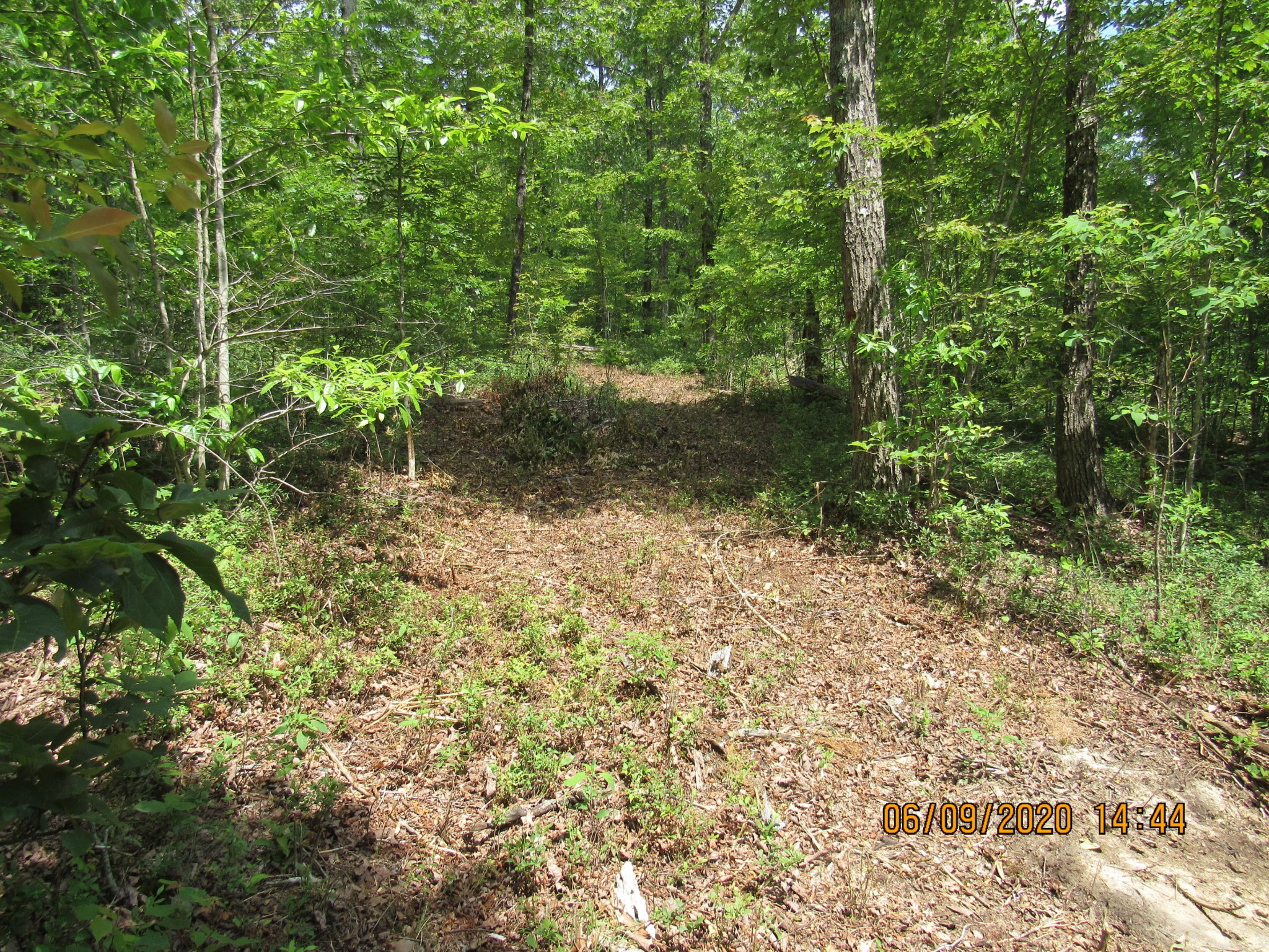 42 Coon Hollow Road Deer Lodge, TN 37726 - Photo 27 of 40 a view of a garden with plants and large trees