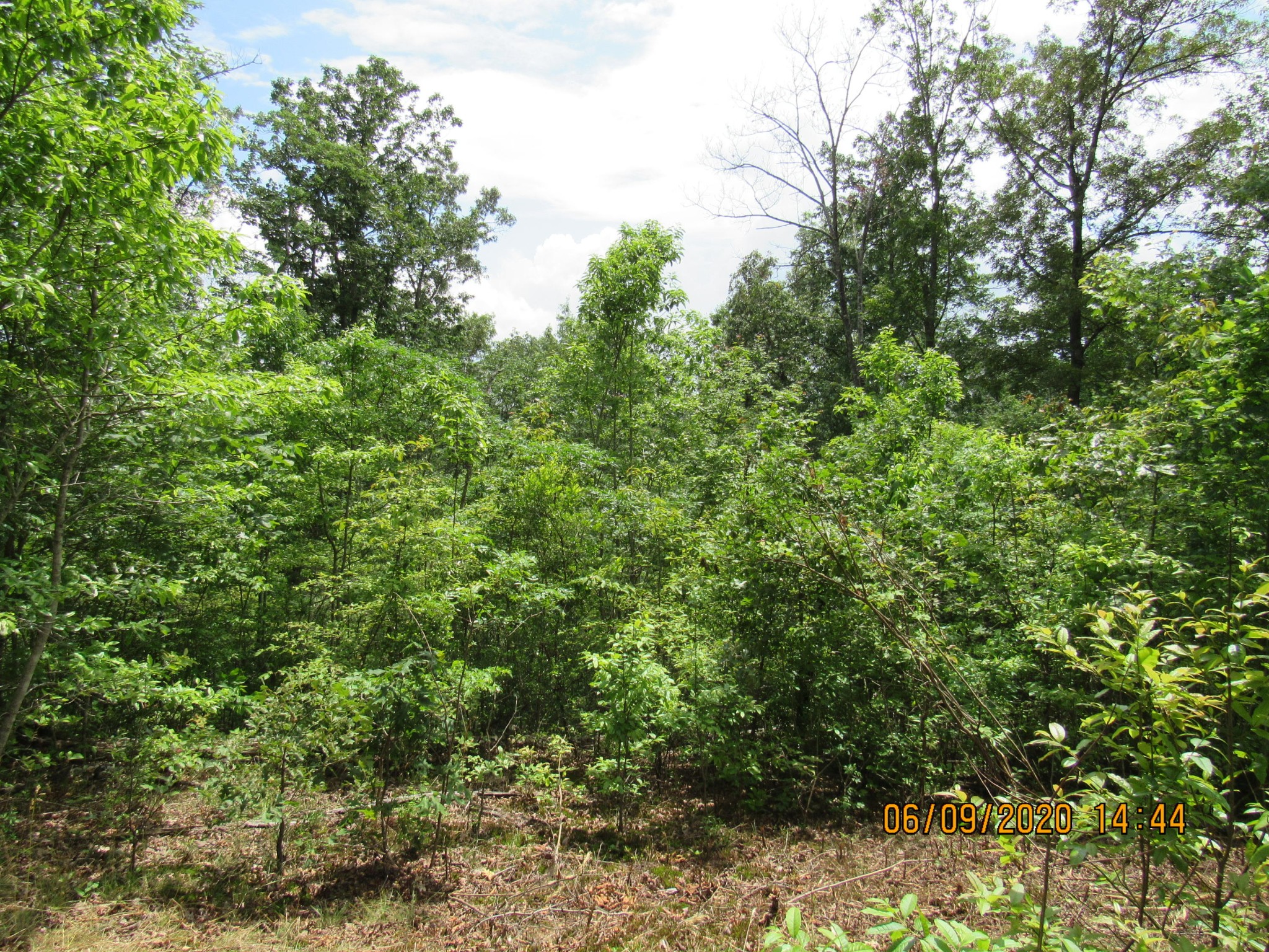 42 Coon Hollow Road Deer Lodge, TN 37726 - Photo 28 of 40 a view of a lush green forest