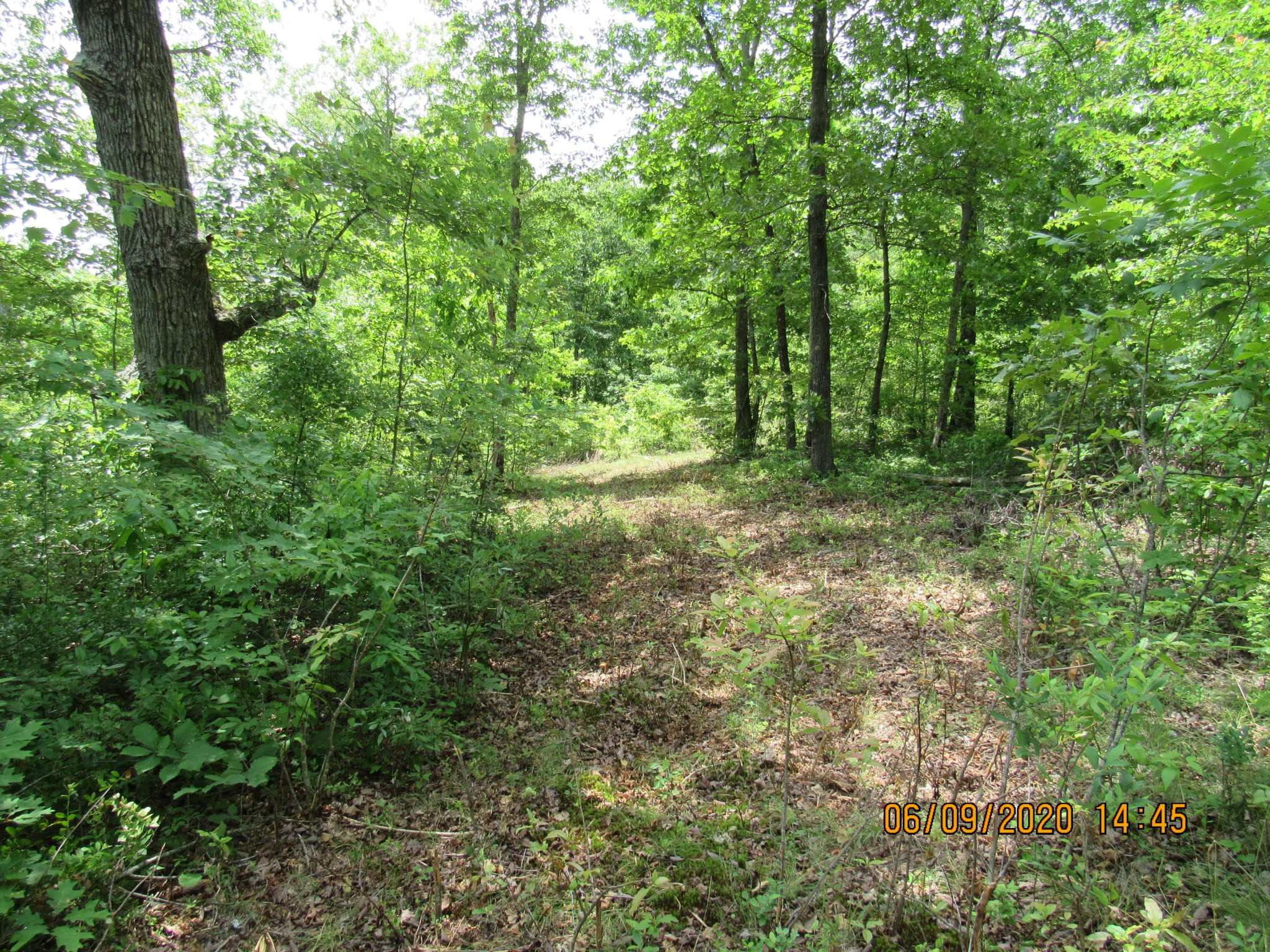 42 Coon Hollow Road Deer Lodge, TN 37726 - Photo 29 of 40 a big yard with lots of green space and trees
