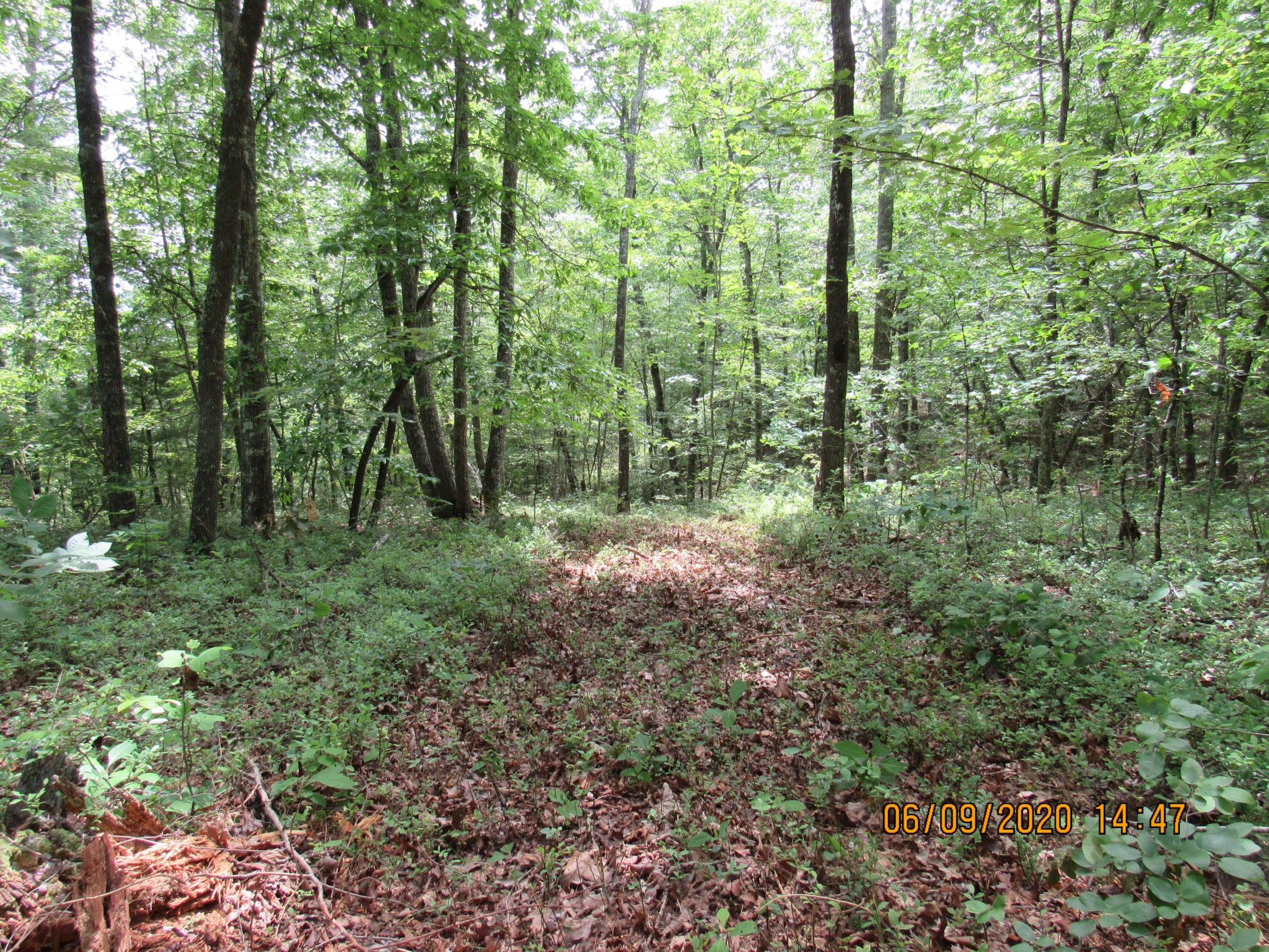 42 Coon Hollow Road Deer Lodge, TN 37726 - Photo 30 of 40 a view of a lush green forest