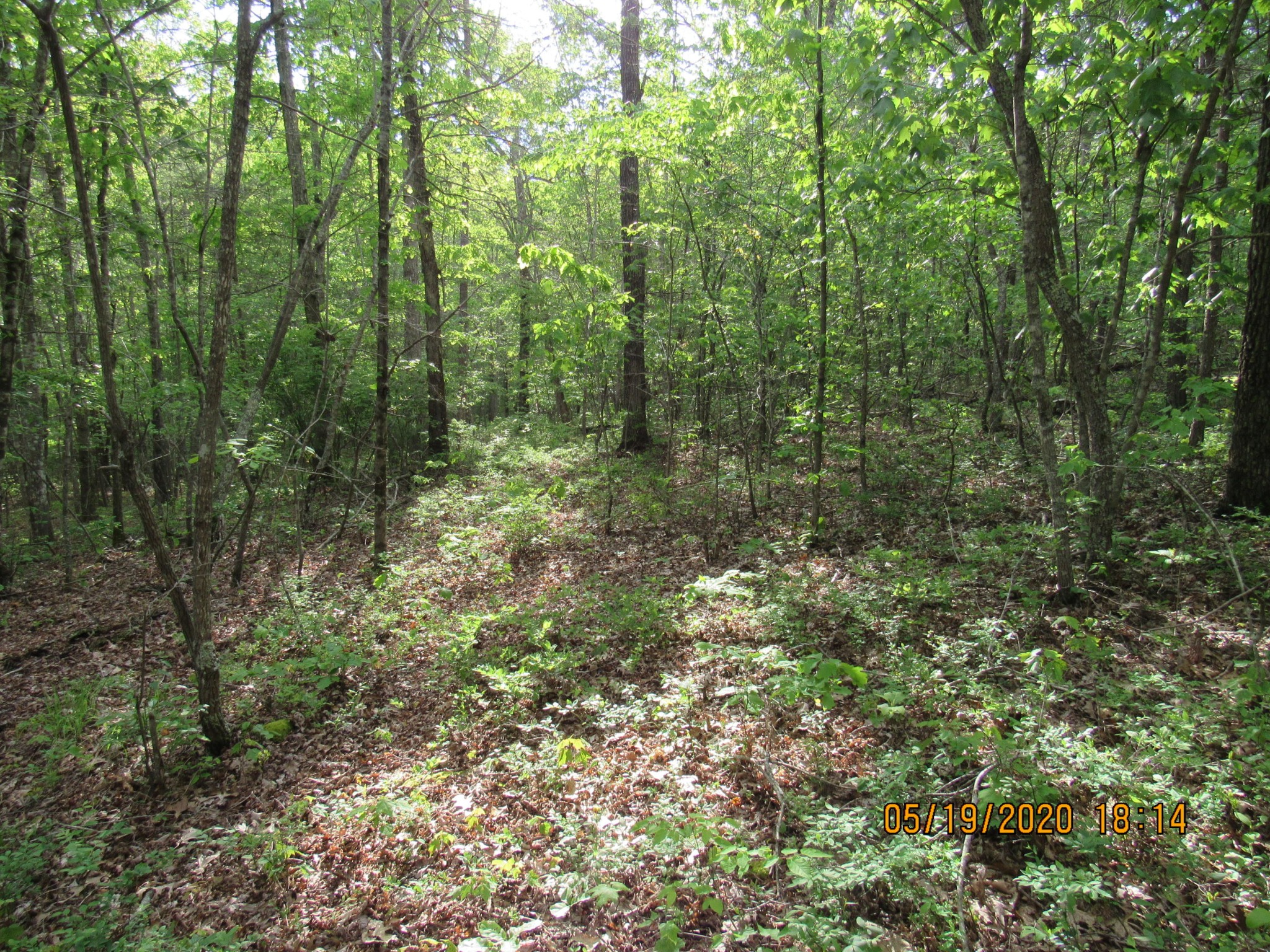 42 Coon Hollow Road Deer Lodge, TN 37726 - Photo 3 of 40 a view of a forest with trees