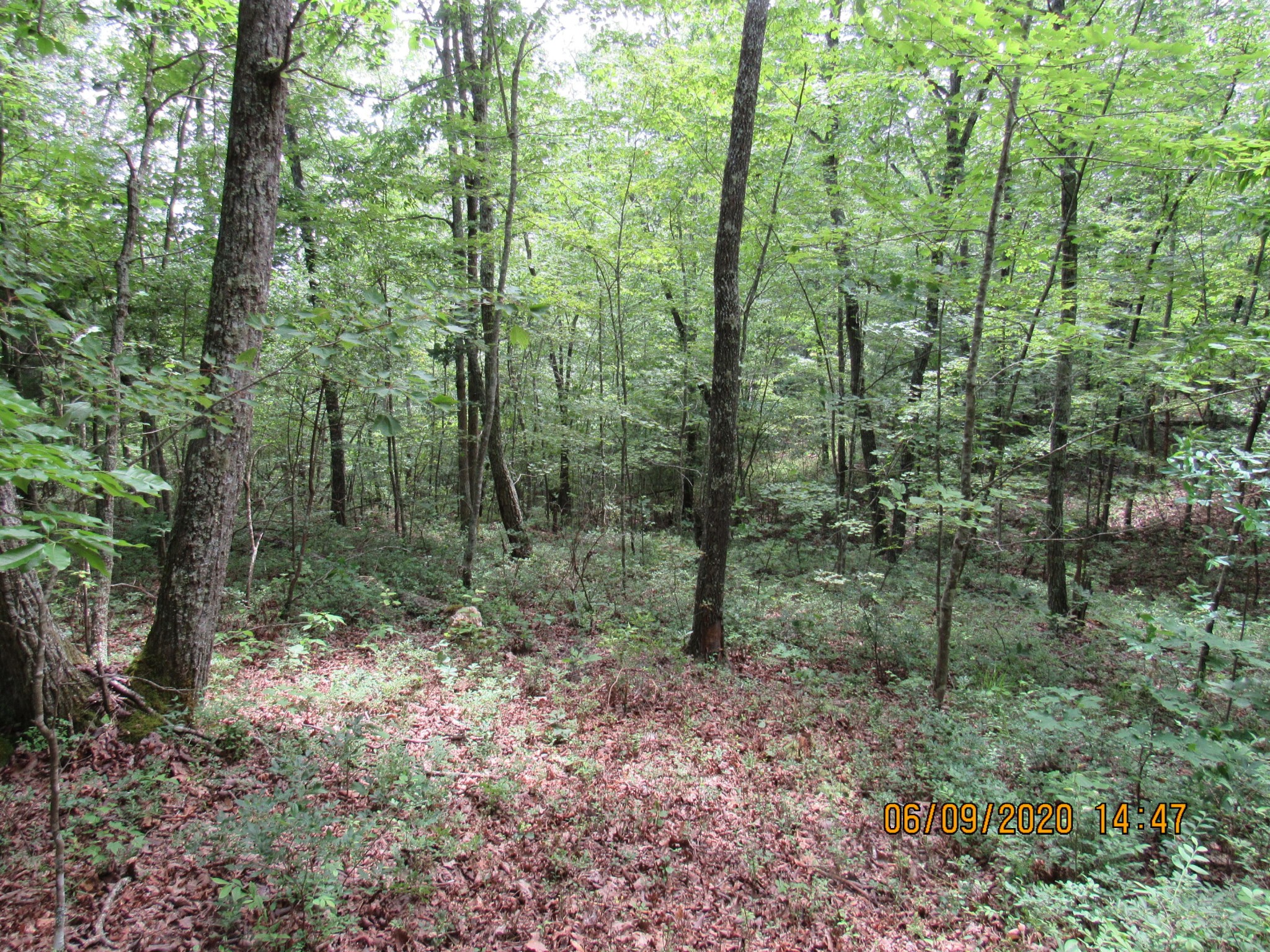 42 Coon Hollow Road Deer Lodge, TN 37726 - Photo 31 of 40 a view of a forest with trees
