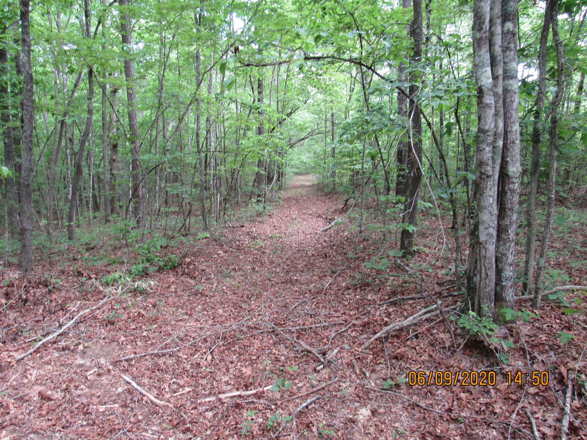 42 Coon Hollow Road Deer Lodge, TN 37726 - Photo 32 of 40 a view of a forest that has large trees
