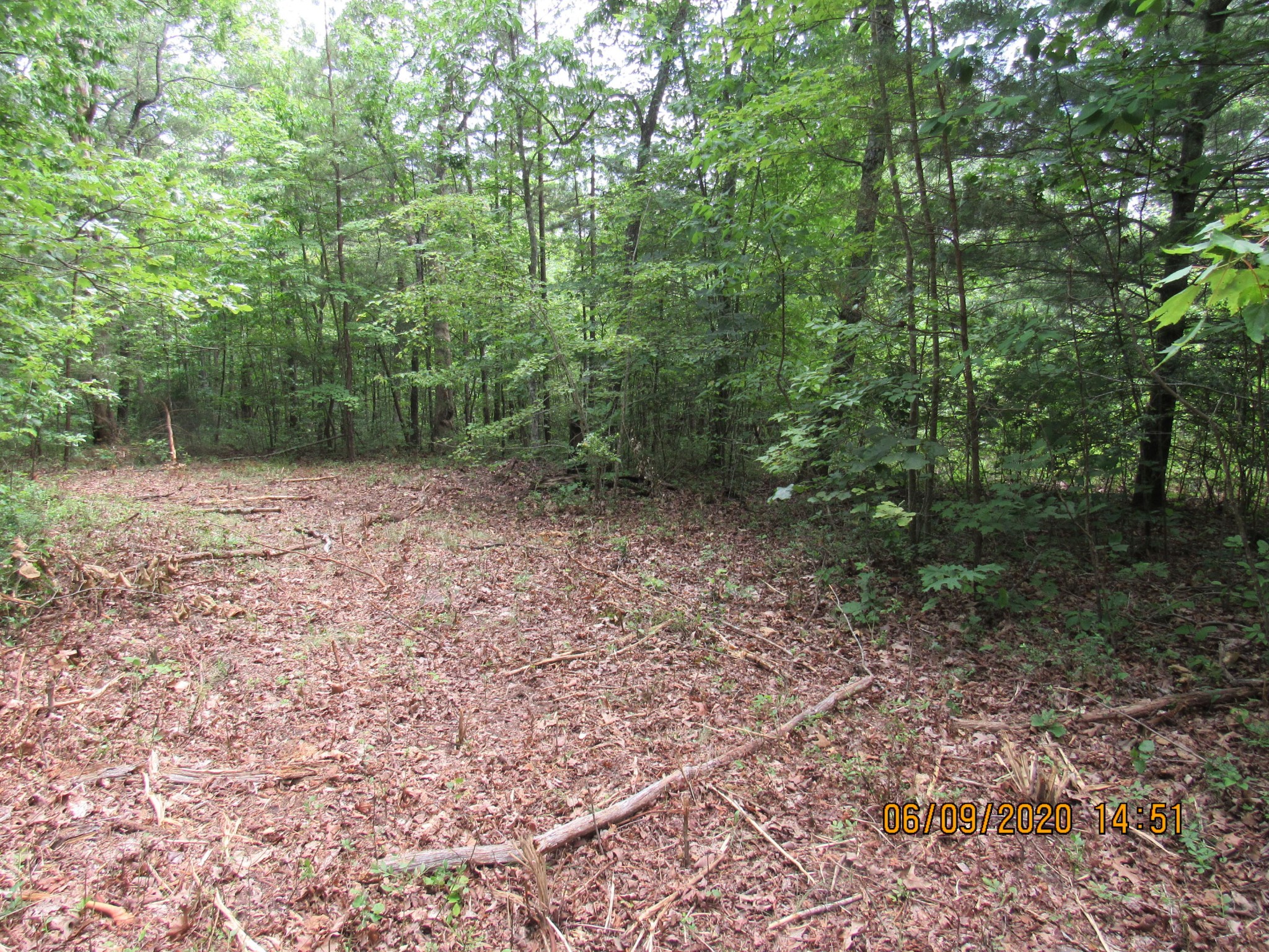 42 Coon Hollow Road Deer Lodge, TN 37726 - Photo 33 of 40 a view of a forest with trees in the background