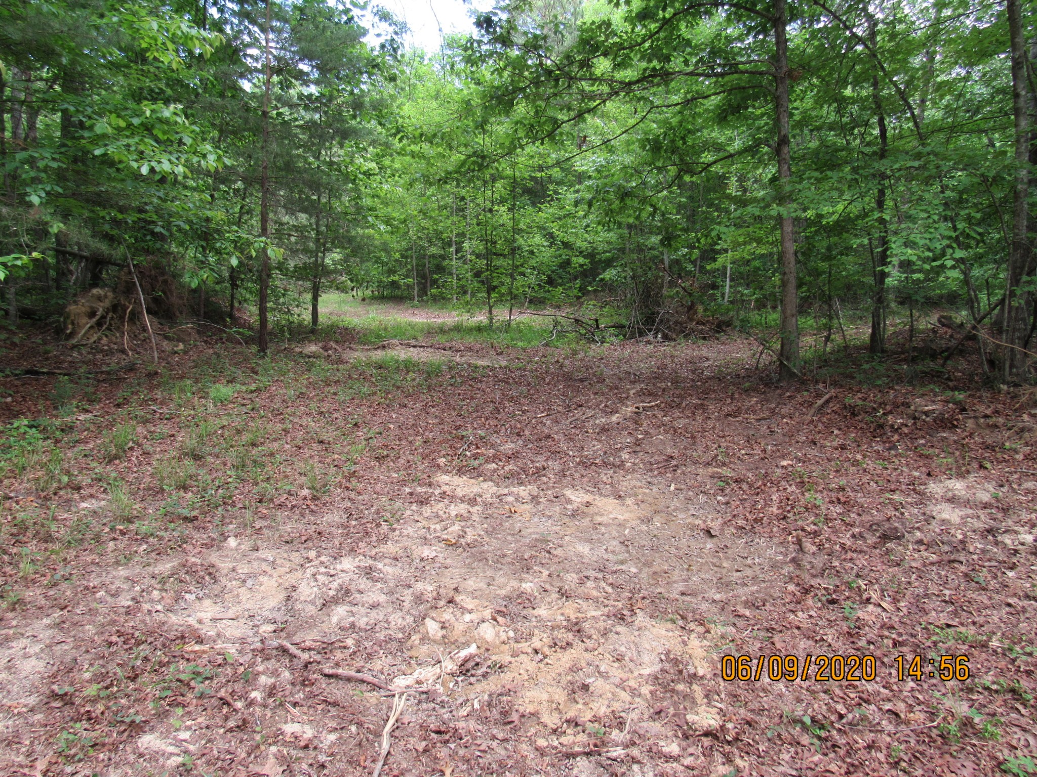42 Coon Hollow Road Deer Lodge, TN 37726 - Photo 34 of 40 a view of a yard with a tree
