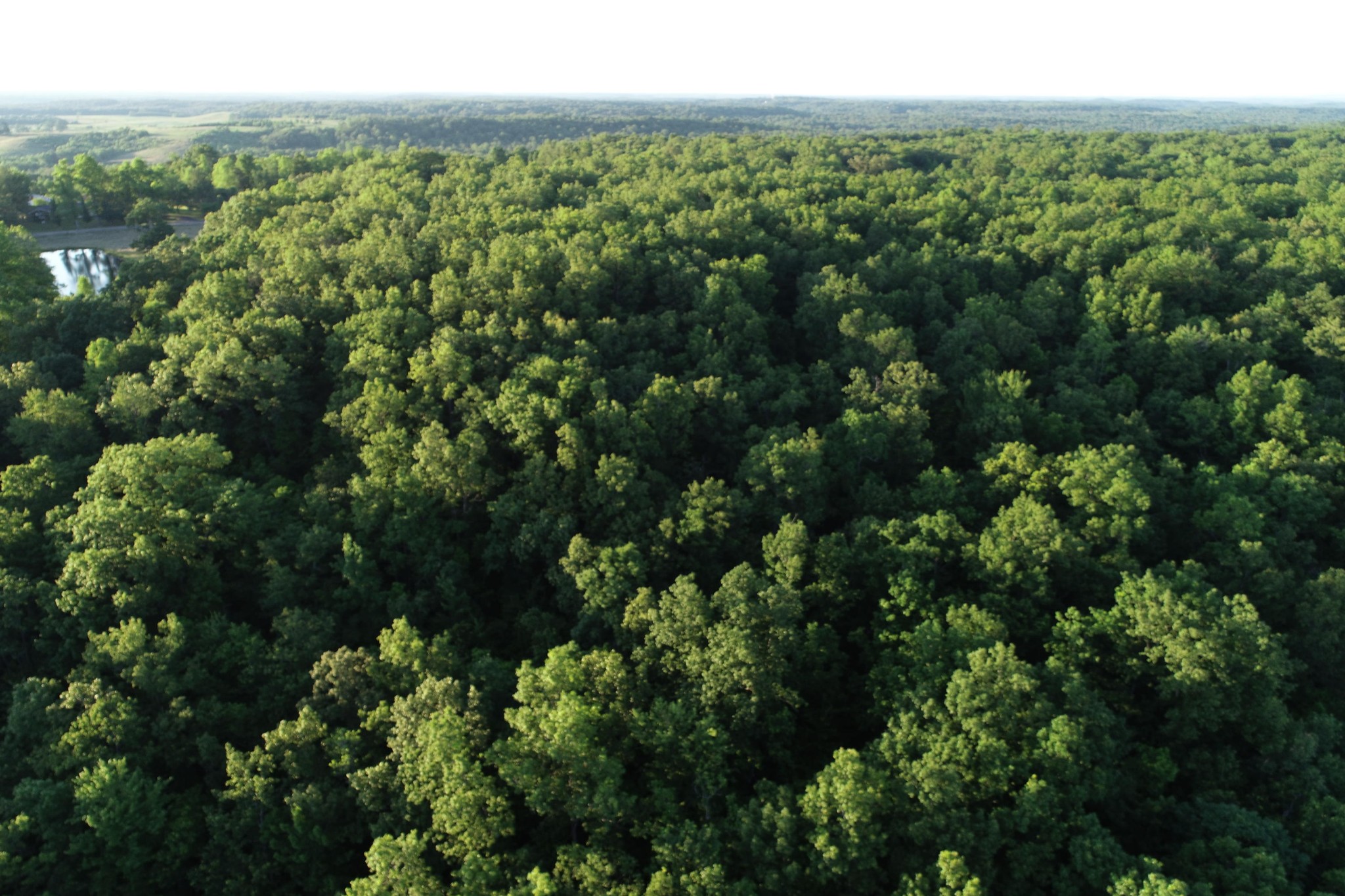 42 Coon Hollow Road Deer Lodge, TN 37726 - Photo 39 of 40 a view of a lush green forest with lots of trees