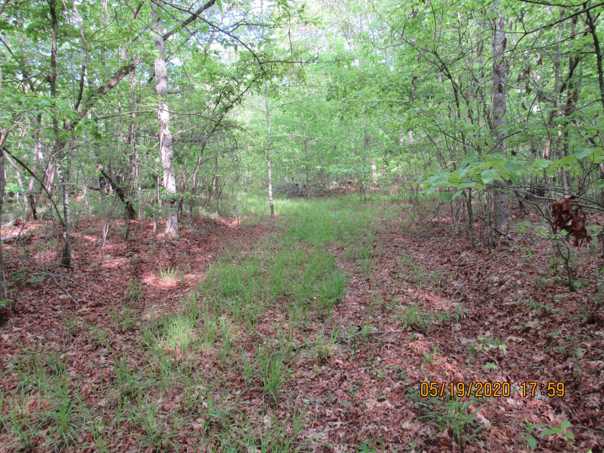 42 Coon Hollow Road Deer Lodge, TN 37726 - Photo 4 of 40 a view of a yard with a tree